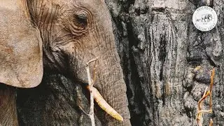 Homage to Tsavo | Sheldrick Trust