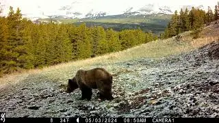 Grizzly Bear Grazing in Montana Meadow
