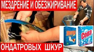 Мездрение и обезжиривание ондатровых шкур. Выделка ондатры