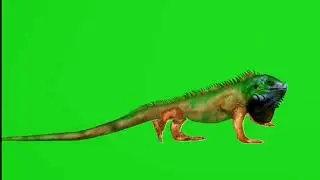 iguana green screen video animation footage