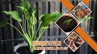 EPISODE 26 HOW TO GROW BUDDHA'S PALM | ALOCASIA CUCULLATA PLANT WITH PLASTIC POT