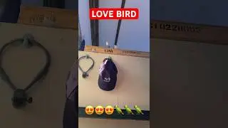 LOVE BIRD 😍😍😍🦜🦜🦜