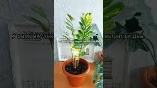 Плюс один, минус один🌿Как развивается вариегатный 
