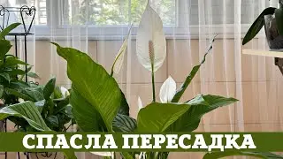 Пересадка Спасла Женское Счастье