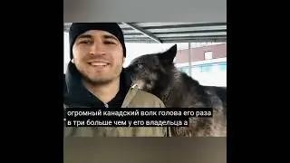 ОГРОМНЫЙ канадский волк