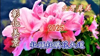 台灣真美 社頭忠義路杜鵑花步道