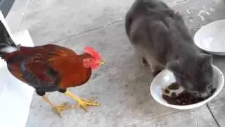 Смешное видео  Приколы с животными Кот и петух