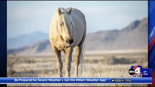 ABC4:  Wild Stallion 