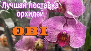 Обзор орхидей в магазине OBI || Оби решил удивить качеством || Лучшая уценка в этом магазине 😨😨😨