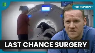 The Bionic Vet Saves Dogs With Revolutionary Surgery | The Supervet | Documentary