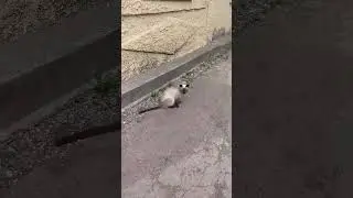 Котик