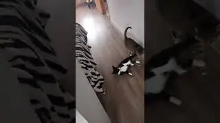 #кошки#башкортостан #бобтейл #котваська