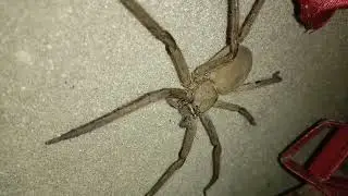 hunting spider