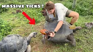 REMOVING MASSIVE TICKS ON MY ANIMALS !