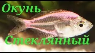 Aquarium fish Glass perch
