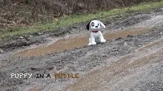 BOYS DESTROY TOYS - PUPPY IN A PUDDLE