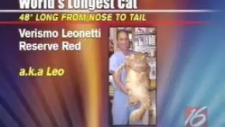 World's Fattest Cat