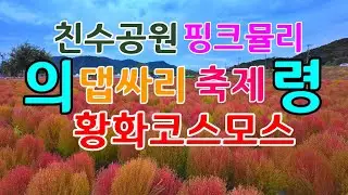 의령 친수공원 댑싸리축제와 황화코스모스ㆍ 아스타국화와  핑크뮬리