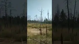 Флора и фауна Сибири