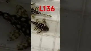 L136