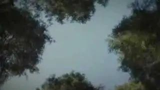 THE VALUE OF TREES & FORESTS