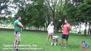 Testimonial: Social Distance Dog Training - Does It Work? 