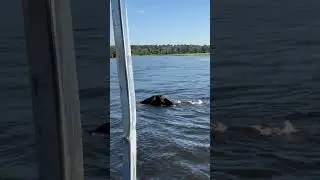 Elephant Seen Swimming Across River
