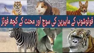 Animals And Birds Some Amazing Photoshop Photos you must think About that