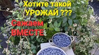 NUANCES of planting BLUEBERRIES, if you want a HARVEST. Experience 8 years