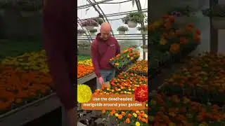 Using Marigolds to Keep Deer and Rabbits Away