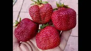 Ранняя клубника из ненужных усов, ч. 5.   Поспел первый урожай.