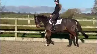 CLASSY YOUNG EVENT HORSE