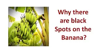 What are the black spots in banana? why they are there?(in hindi)