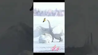 НЕ ЗАБЫВАЙТЕ ЧИСТИТЬ СВОЕ СЕРДЦЕ ПОКОЕМ И КРАСОТОЙ ...❄❄❄ #добрыйдень