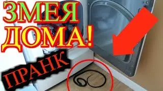 ЖЕСТОКИЙ ПРАНК НАД МОЕЙ ЖЕНОЙ ! ЗМЕЯ ДОМА ! ЖЕНА В УЖАСЕ ! ПАВЕЛ ВАЙС