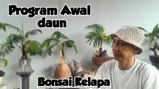 🛑 Agar Kerdil‼️ Program Daun Bonsai Kelapamu Sejak Awal Dengan Sayat Mawar