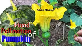Successful Hand Pollination of Pumpkin flowers 🏵മത്തൻ പൂവ് മുഴുവനും കായ ആകാൻ എങ്ങനെ പരാഗണം ചെയ്യാം