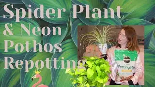 Plant Repotting & 8 Plant Tips | Couture Flamingo
