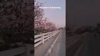 Bengaluru Is Blooming | Bengaluru Blossoms | #shortsfeed #blooming #viralshorts #bengaluru