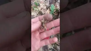 Железная лягушка в лесу 🌲 