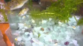 吃飽肚子超大
