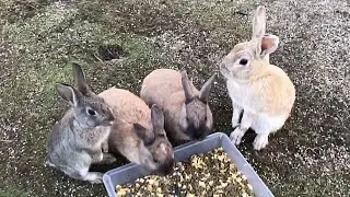 Rabbit squeal | Scream