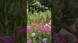 Сад Французской Свекрови 