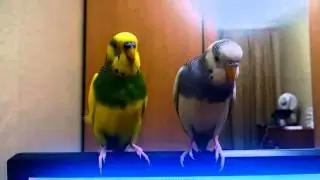 Поющие волнистые попугайчики.