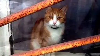 Интеграл & Cats - Ах, уехал мой любимый