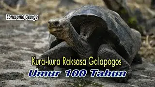 Lonesome George, Kura kura Raksasa Galapogos Umur 100 Tahun