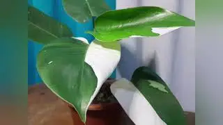 Philodendron White Wizzard vs White Knight vs White Princess