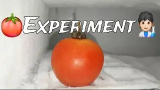 Tomato 🍅 Experiment 🧑🏻‍🔬 100% Real || Aman Experiment