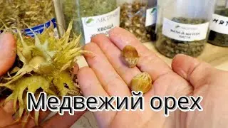Орех медвежий /Лещина древовидная/С белками на одной волне🌱Собираем запасы к зиме