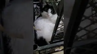 Кошка Моди